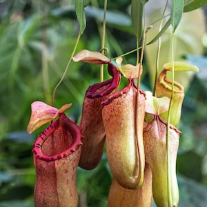 Pode incluir: Close-up de v&aacute;rias plantas carn&iacute;voras, do tipo Nepenthes. As plantas t&ecirc;m uma forma bulbosa com cores castanho-avermelhadas e verde-amareladas, e uma estrutura distinta em forma de jarro. Folhas verdes s&atilde;o vis&iacute;veis no fundo.
