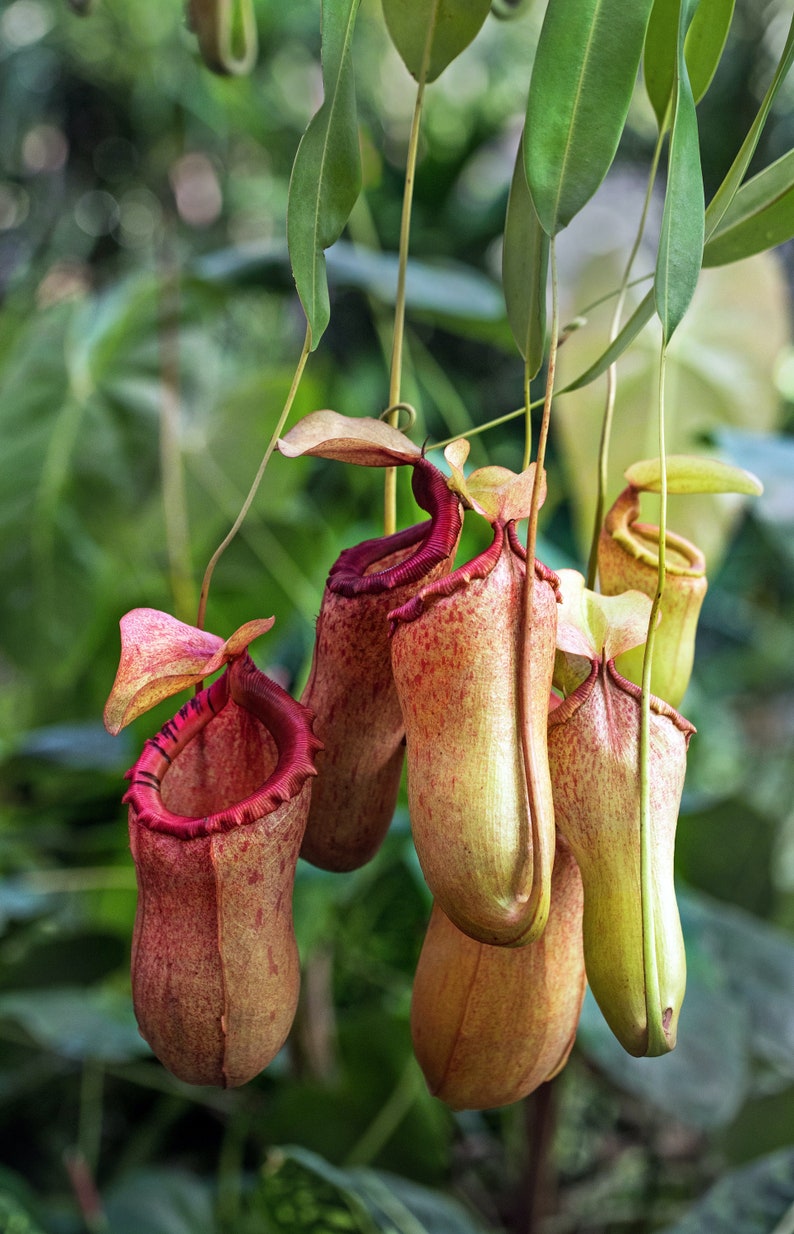 Pode incluir: Close-up de v&aacute;rias plantas carn&iacute;voras, do tipo Nepenthes. As plantas t&ecirc;m uma forma bulbosa com cores castanho-avermelhadas e verde-amareladas, e uma estrutura distinta em forma de jarro. Folhas verdes s&atilde;o vis&iacute;veis no fundo.