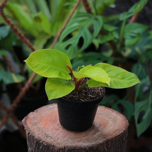 May include: A small green plant with red stems growing in a black pot. The pot is sitting on a brown tree stump.