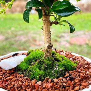 Fukien Tea Bonsai Tree Carmona retusa With Live Moss image 4