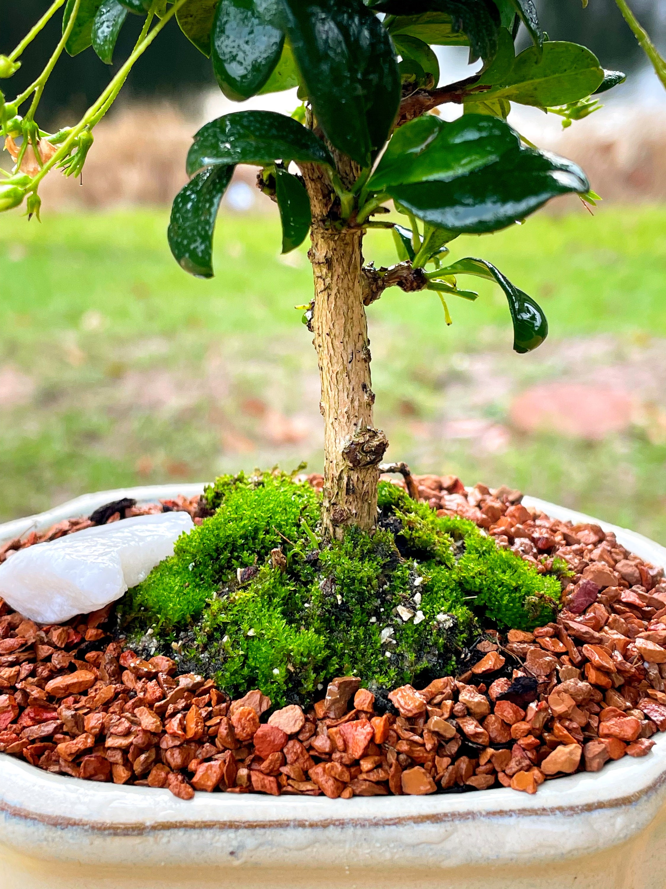 Carmona microphylla. Bonsaï 8 ans. Arbre à thé | Mistral Bonsai