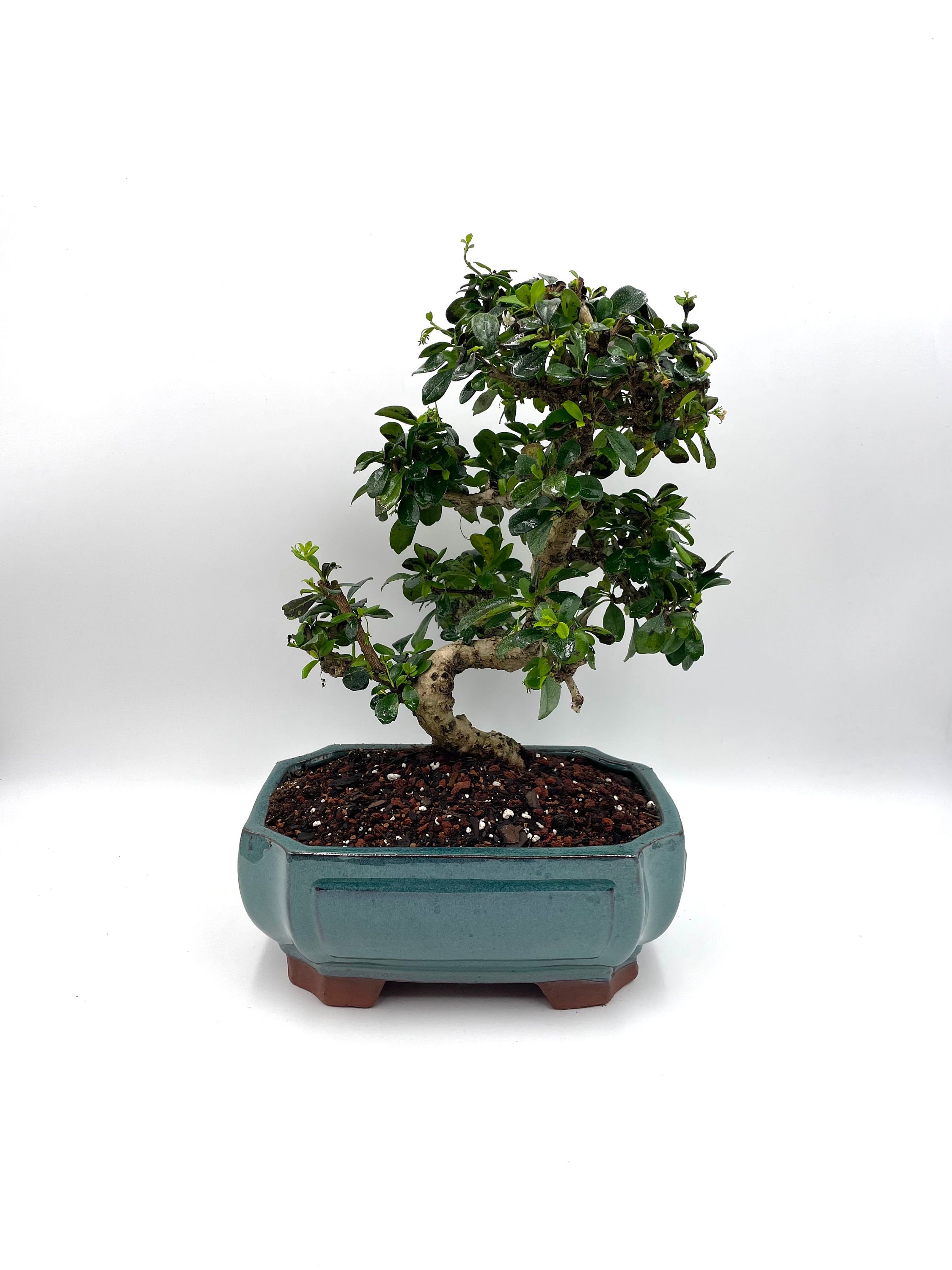 Carmona Fukien Tea Bonsai: 16-year-old Styled Indoor Tree in 10