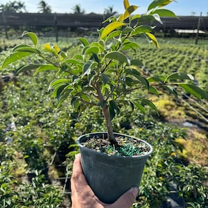 Indoor bonsai tree for beginners, tropical ficus oriental species in ceramic pot