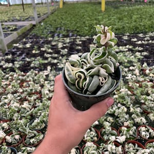 Variegated Rope Hoya Compacta | Trailing Houseplant | Unique Variegation | Easy Care | Pet-Friendly | Indoor Plant Decor | Live Plant