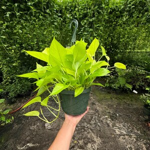 Close-up of Neon Pothos leaves showing their vibrant chartreuse-green color.