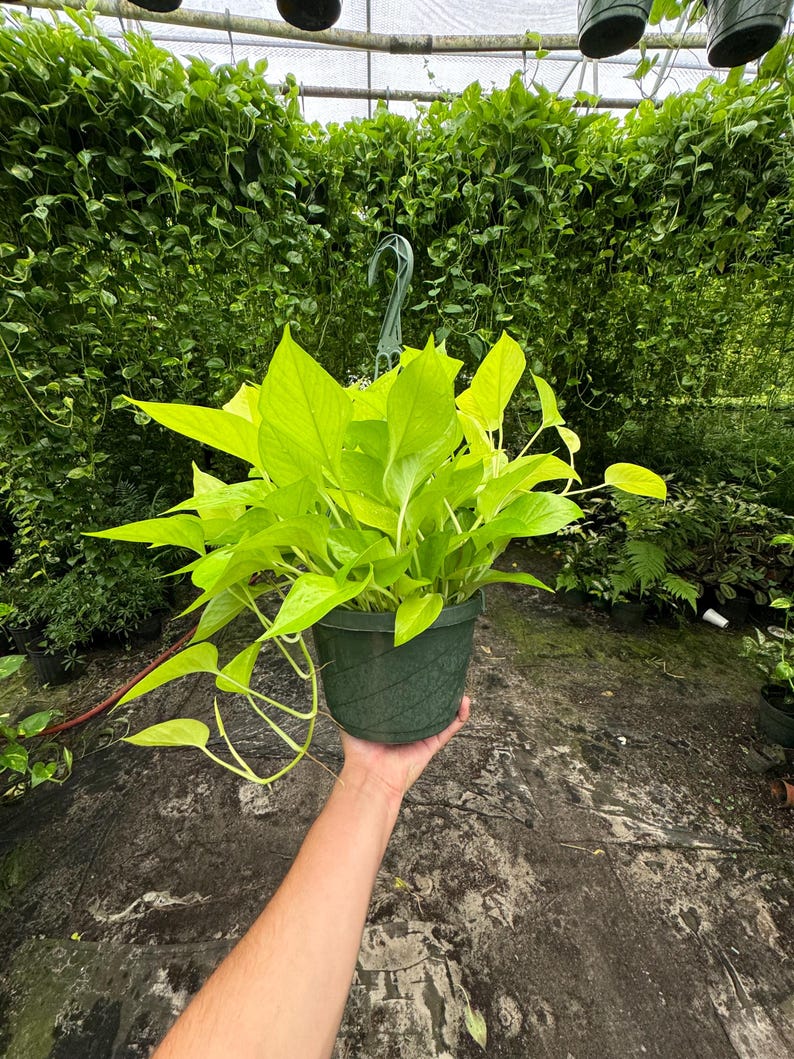 Close-up of Neon Pothos leaves showing their vibrant chartreuse-green color.