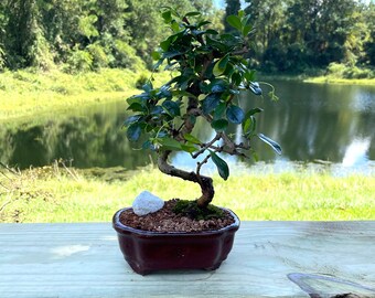 Fukien Tea Bonsai Tree: 6-year Indoor Flowering Bonsai in 6 Glazed Pot -  Etsy