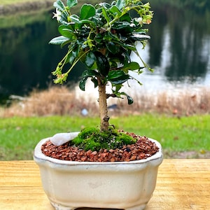 Fukien Tea Bonsai Tree Carmona retusa With Live Moss image 3