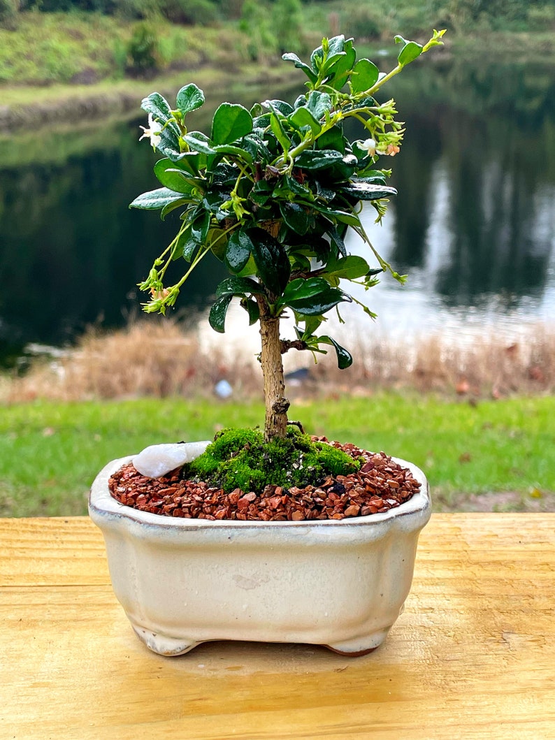 Fukien Tea Bonsai Tree Carmona retusa With Live Moss image 3