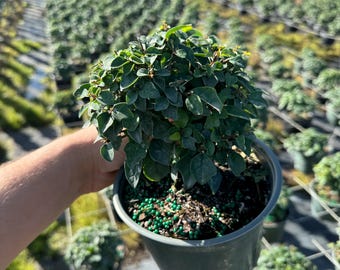 Parrot’s Beak Pre-Bonsai – 6” Pot | Exotic Holiday Gift Plant | Silver Foliage Bonsai Starter | Christmas Bonsai Tree | Lotus Berthelotii