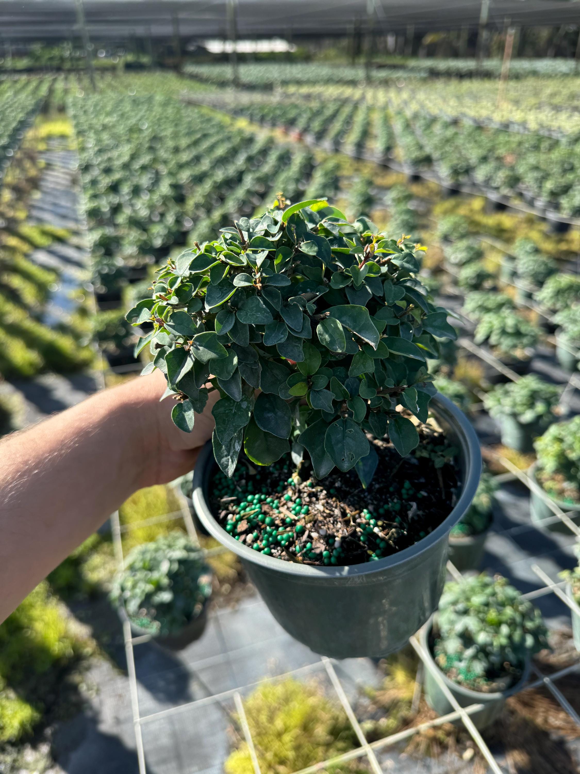 Parrot's Beak Pre-bonsai – 6” Pot | Exotic Holiday Gift Plant