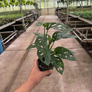 May include: A green Monstera adansonii plant with large, perforated leaves in a black plastic pot. The plant is being held by a hand in a greenhouse setting.