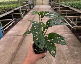 Monstera Adansonii: Swiss Cheese Plant in 4'' Pot - Indoor Houseplant Extra Tall