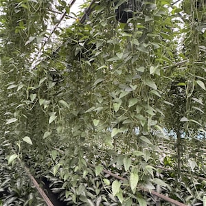 May include: Overhead view of hanging green plants with long, trailing vines. The plants are in black hanging baskets, and the leaves are a vibrant green. The image is taken in a greenhouse setting, with a metal framework visible.