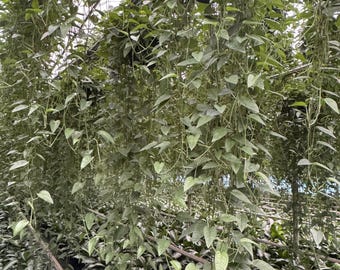 Cebu Blue Pothos with Long Vines – 2ft to 10ft Trailing Indoor Plant in Pot
