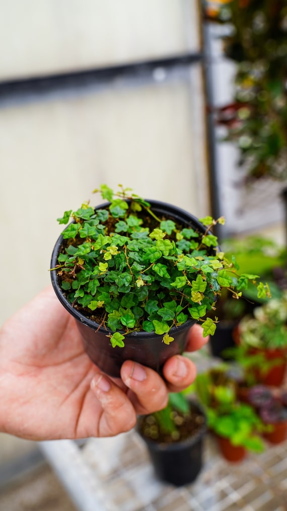 String Of Frogs (Ficus Pumila Quercifolia) – 4 Inch Live Plant – Oakleaf Creeping Fig