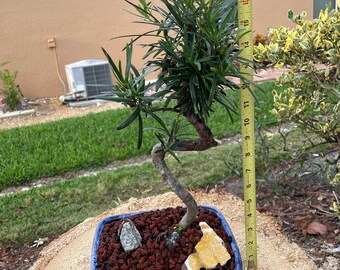 S-shaped Podocarpus Bonsai Tree: 10-year-old Plum Pine, 20'' Tall