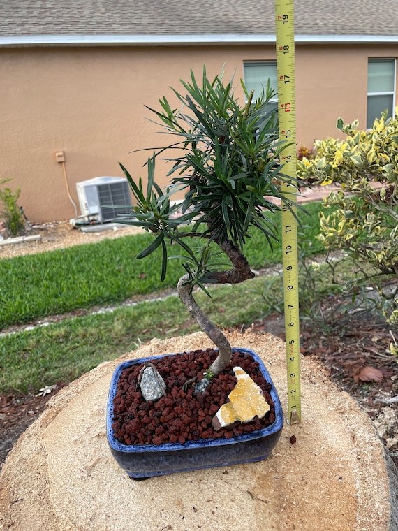 S-shaped Podocarpus Bonsai Tree: 10-year-old Plum Pine, 20'' Tall