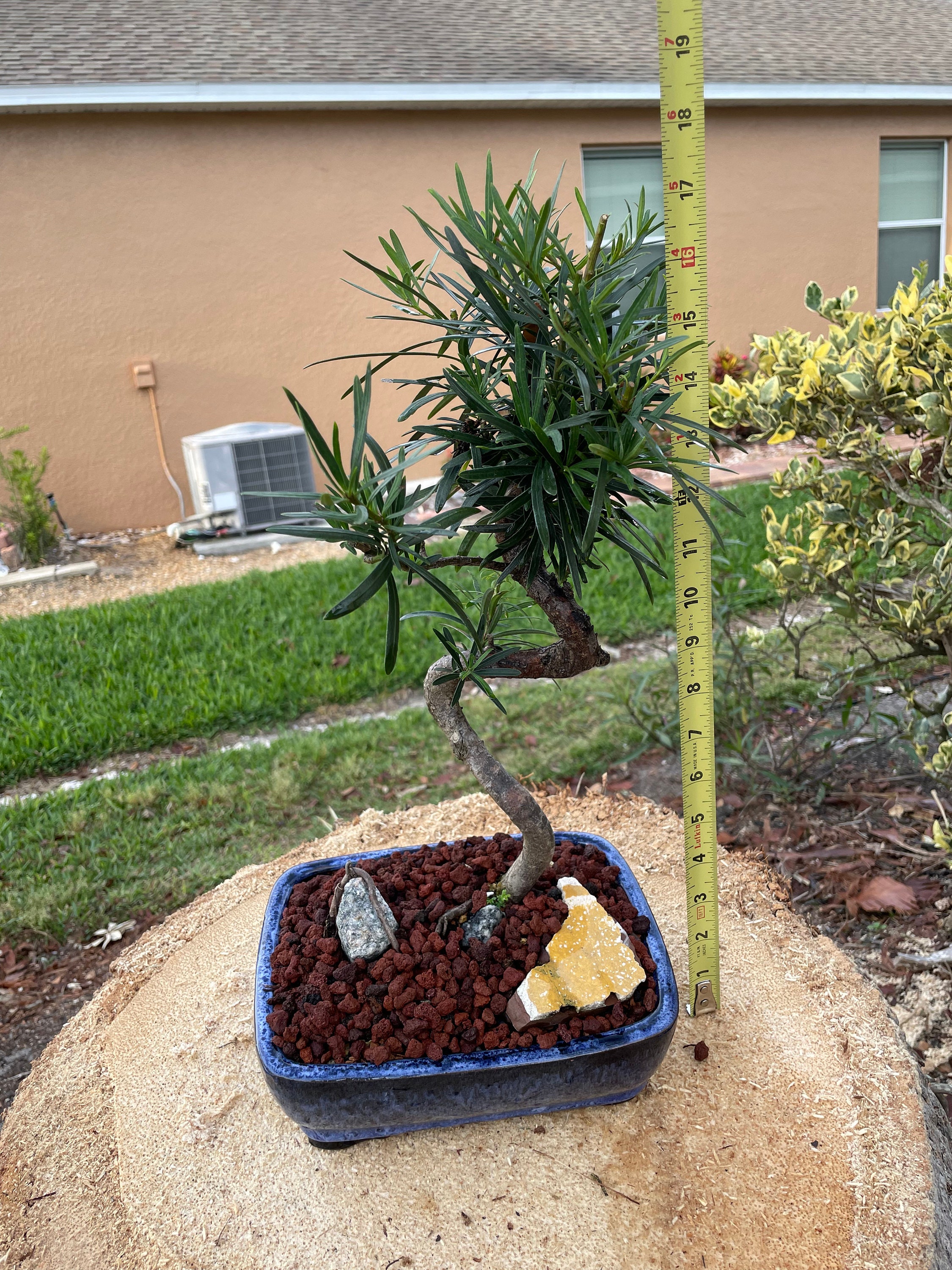 S-shaped Podocarpus Bonsai Tree: 10-year-old Plum Pine, 20'' Tall