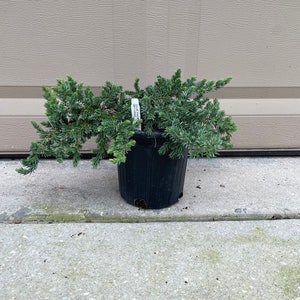 Juniperus Conferta "Blue Pacific Juniper" | Perfect For Gardening Ground Covers For Outside | 1 Gallon Well Rooted Potted Plant |