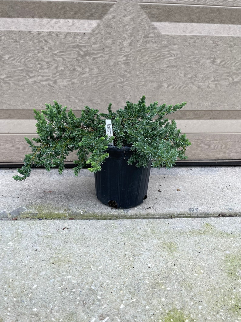 Juniperus Conferta Blue Pacific Juniper Perfect For Gardening Ground Covers For Outside 1 Gallon Well Rooted Potted Plant image 1