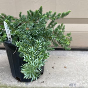 Juniperus Conferta Blue Pacific Juniper Perfect For Gardening Ground Covers For Outside 1 Gallon Well Rooted Potted Plant image 3