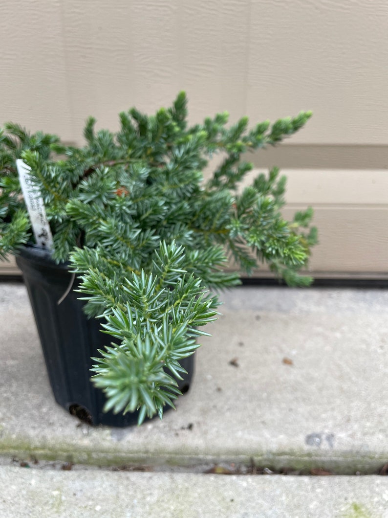 Juniperus Conferta Blue Pacific Juniper Perfect For Gardening Ground Covers For Outside 1 Gallon Well Rooted Potted Plant image 3