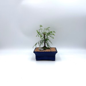 Bonsai Tree Live, Indoor Plant, Blue Pot, Bald Cypress Tree, Age 5 with decorative pebbles and Live Moss