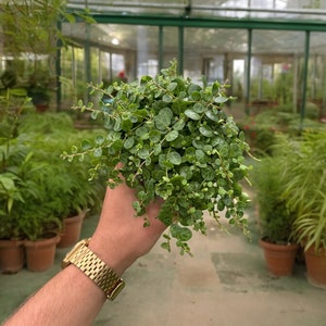 May include: A small green plant with round leaves in a pot, held in a hand wearing a gold watch.