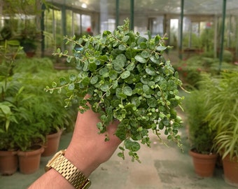 String of Turtles Plant – Peperomia Prostrata, Trailing Houseplant
