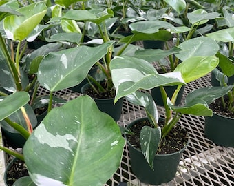 Large Philodendron White Princess - 6” Container - Extra Large