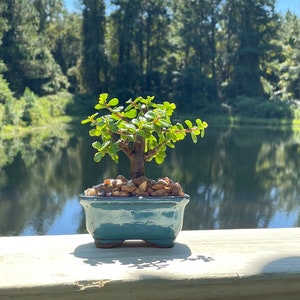 May include: A small jade green bonsai tree in a blue ceramic pot with brown stones. The tree is in focus and the background is blurred, showing a lake and trees.