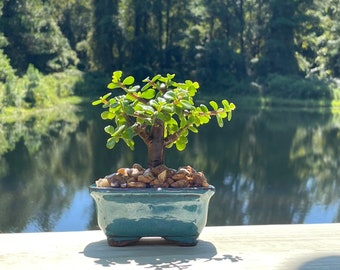 Jade Bonsai, Indoor Bonsai Tree, Tree Live, Indoor Plant, Hand Crafted with Live Tree in a 4” Glazed Pot