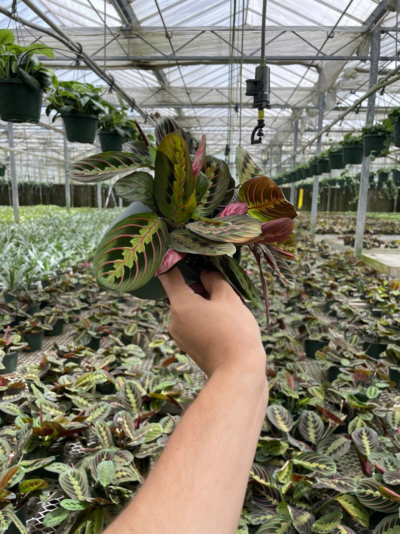 LJPlantNursery Maranta Leuconeura Prayer Plant - Thumbnail 3