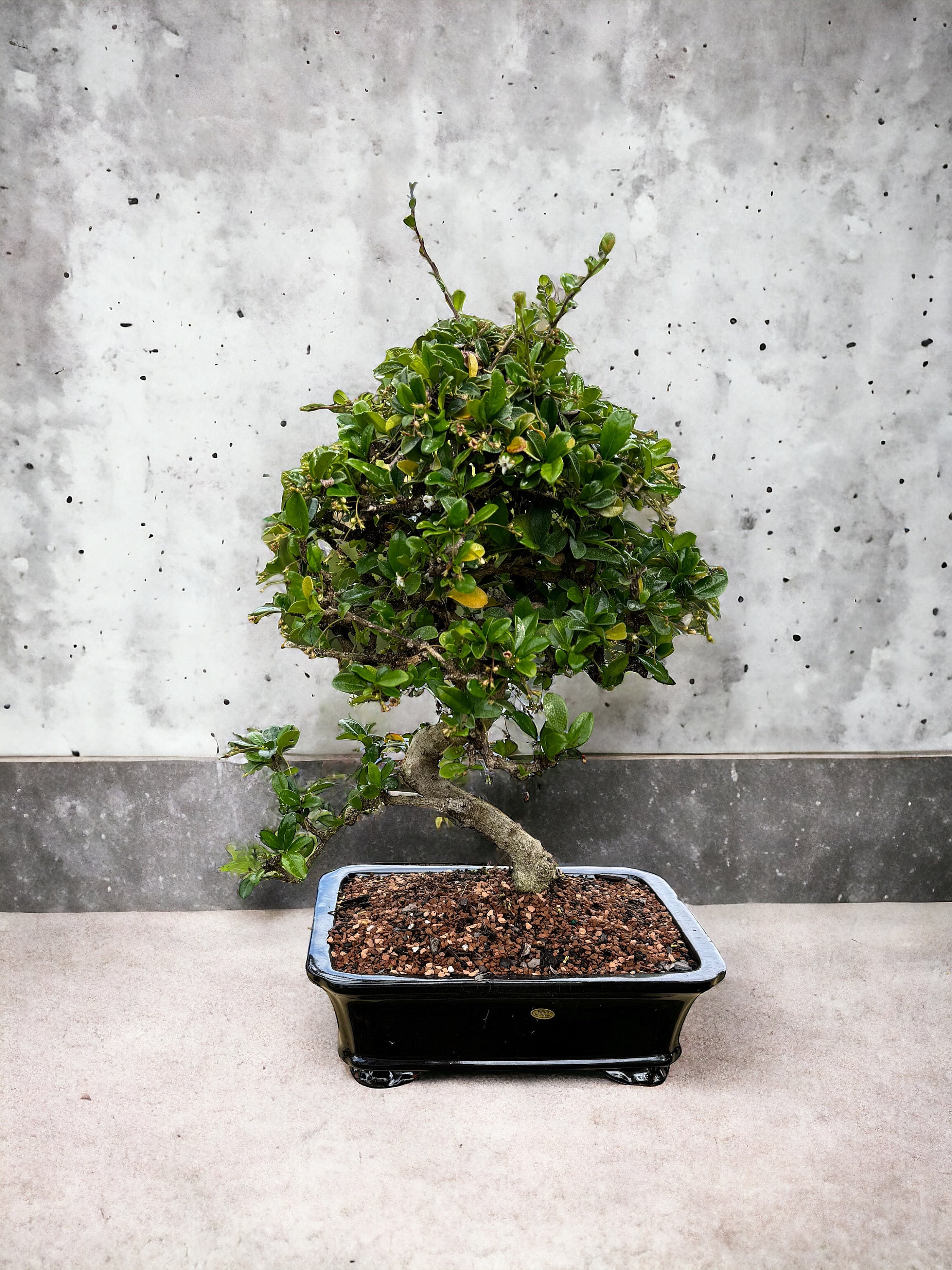 Fukien Tea Bonsai - 22 Inches Tall - 10'' Black Pot 13-year-old - Etsy