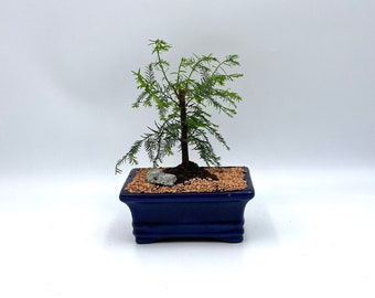 Bonsai Tree Live, Indoor Plant, Blue Pot, Bald Cypress Tree, Age 5 with decorative pebbles