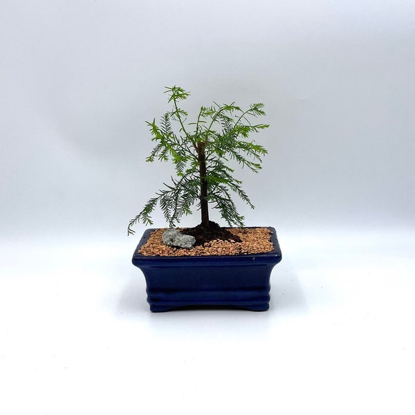 Bonsai Tree Live, Indoor Plant, Blue Pot, Bald Cypress Tree, Age 5 with decorative pebbles