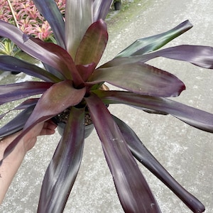 Voodoo Doctor Bromeliad – Stunning Tropical Purple Bromeliad 6&#39;&#39; Pot