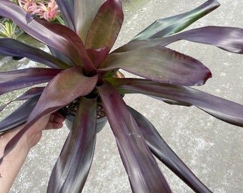 Voodoo Doctor Bromeliad – Tropical Purple Foliage, 6'' Pot