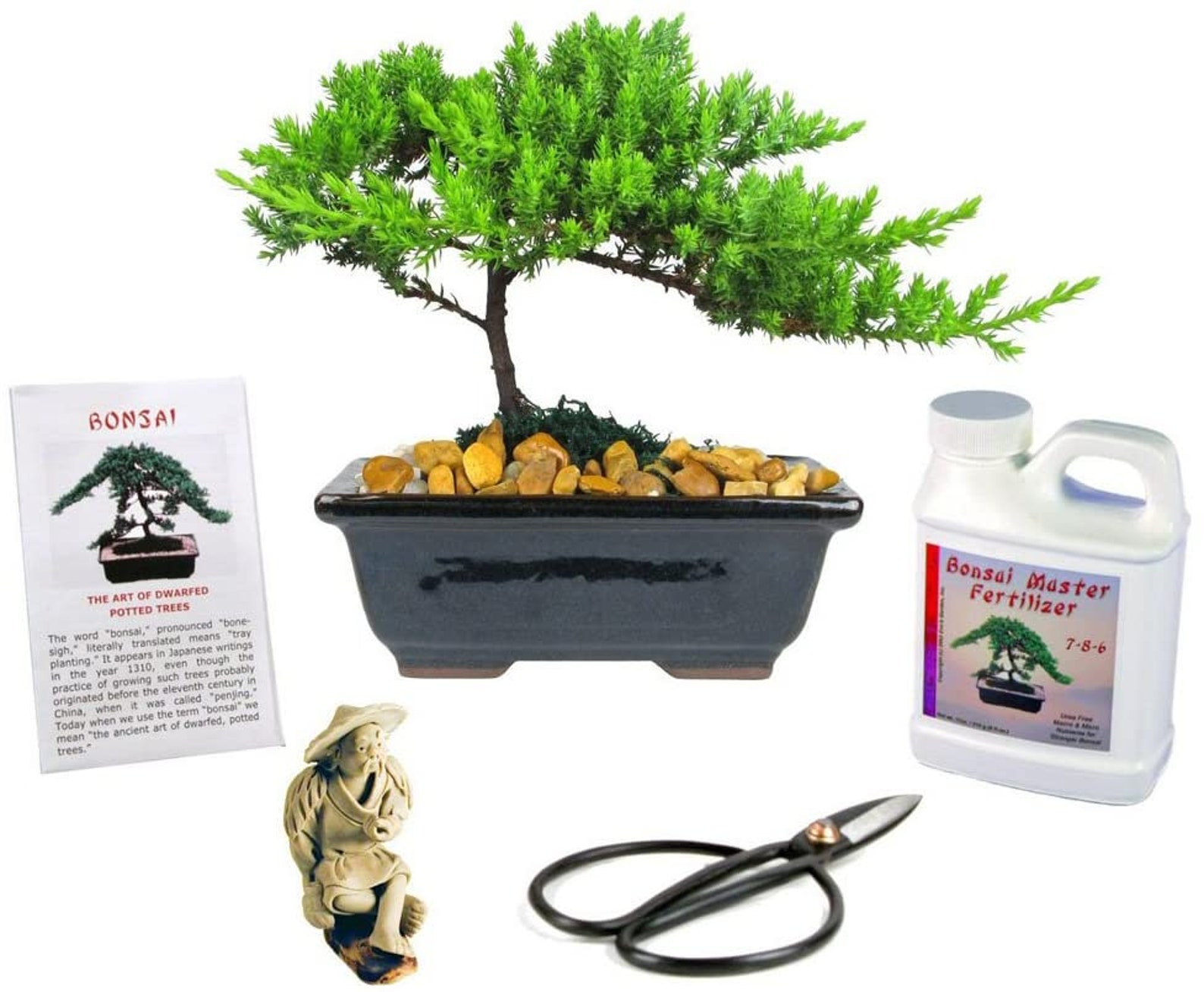 Japanese Juniper Bonsai Tree Gift Kit 3 Years Old Japanese