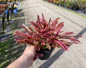 Bromeliad Neo Donger - Big Pink Plant