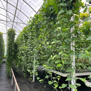 Extra Long Golden Pothos in an 8&#39;&#39; Hanging Pot - 2 Feet to 9 Feet Long