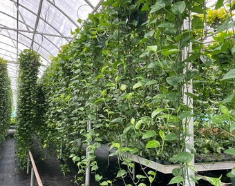 Extra Long Golden Pothos in an 8'' Hanging Pot - 2 Feet to 9 Feet Long