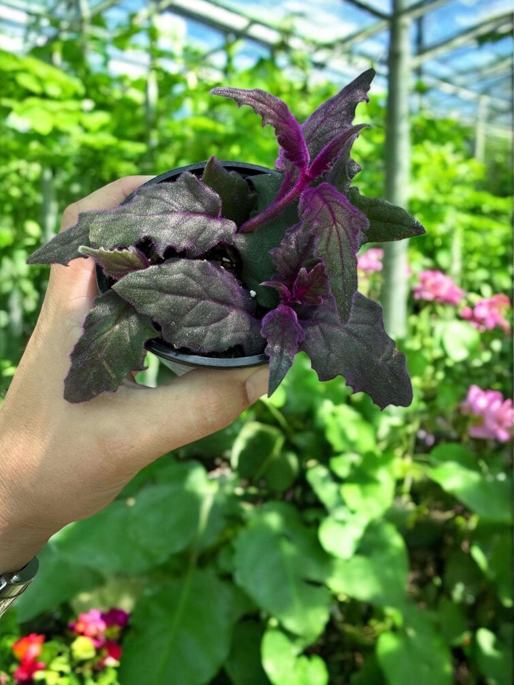 Purple Passion Plant: Gynura Aurantiaca, Velvet Purple Leaves - 4 Inch -  Etsy