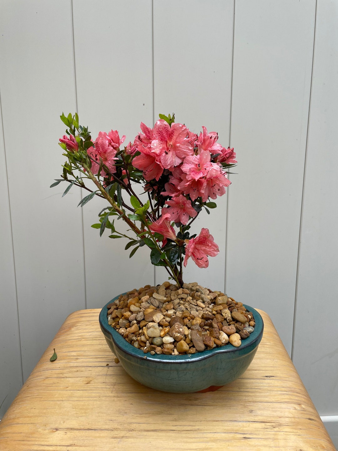 Live Satsuki Azalea Outdoor Bonsai Tree 7 Years Old 8 to 10 Tall With