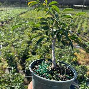 Ficus Oriental Pre-Bonsai | Ready to Shape | 6” Pot