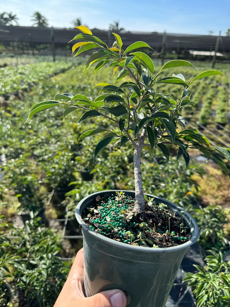 Indoor bonsai tree for beginners, tropical ficus oriental species in ceramic pot