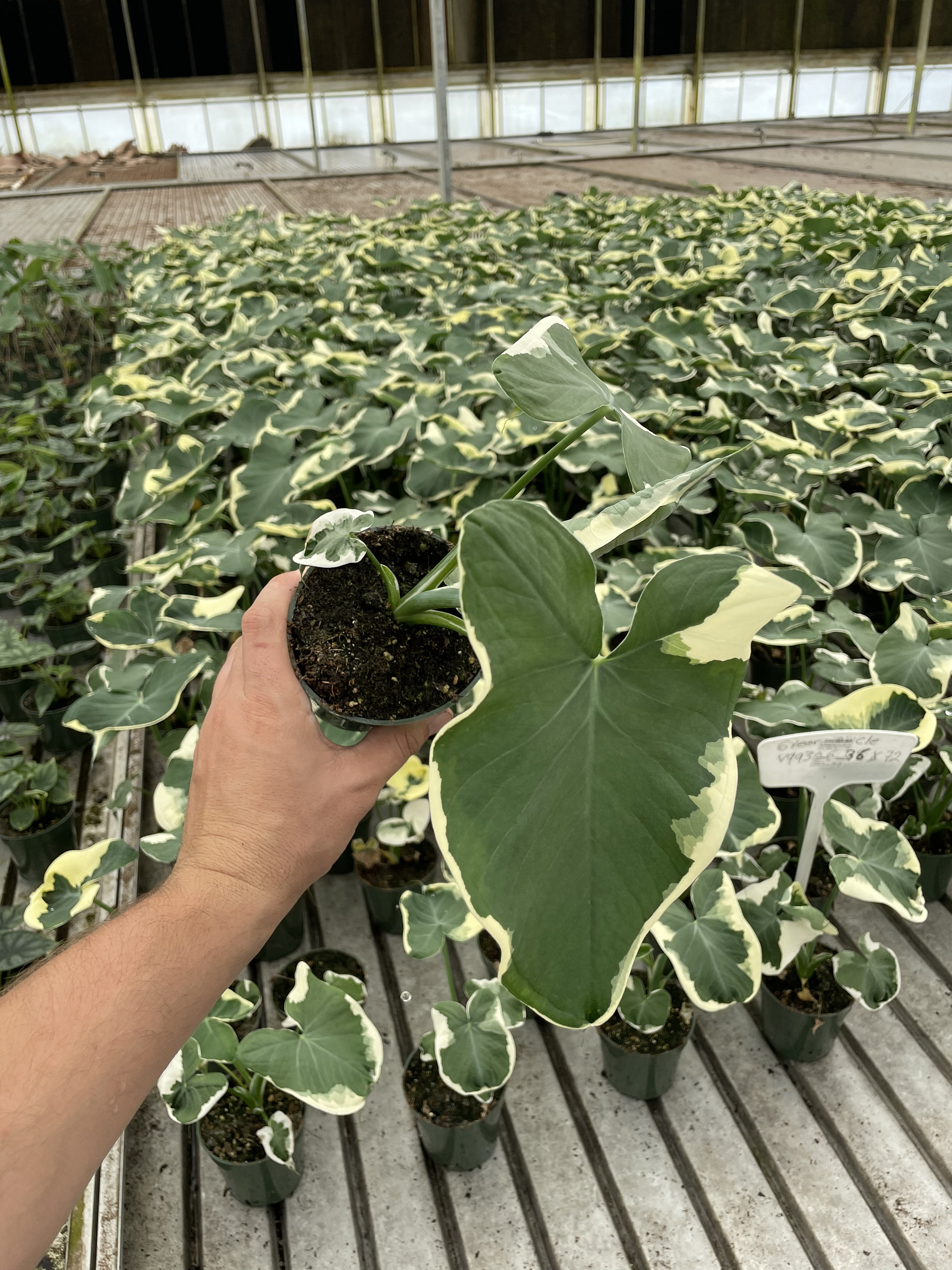Alocasia Mickey Mouse - Xanthosoma Albo Variegata - Live House