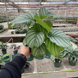 May include: A potted Calathea Orbifolia plant with large, round leaves featuring striking silver and green stripes. The plant is held in a green plastic pot, showcasing its vibrant foliage. Other potted plants are visible in the background.