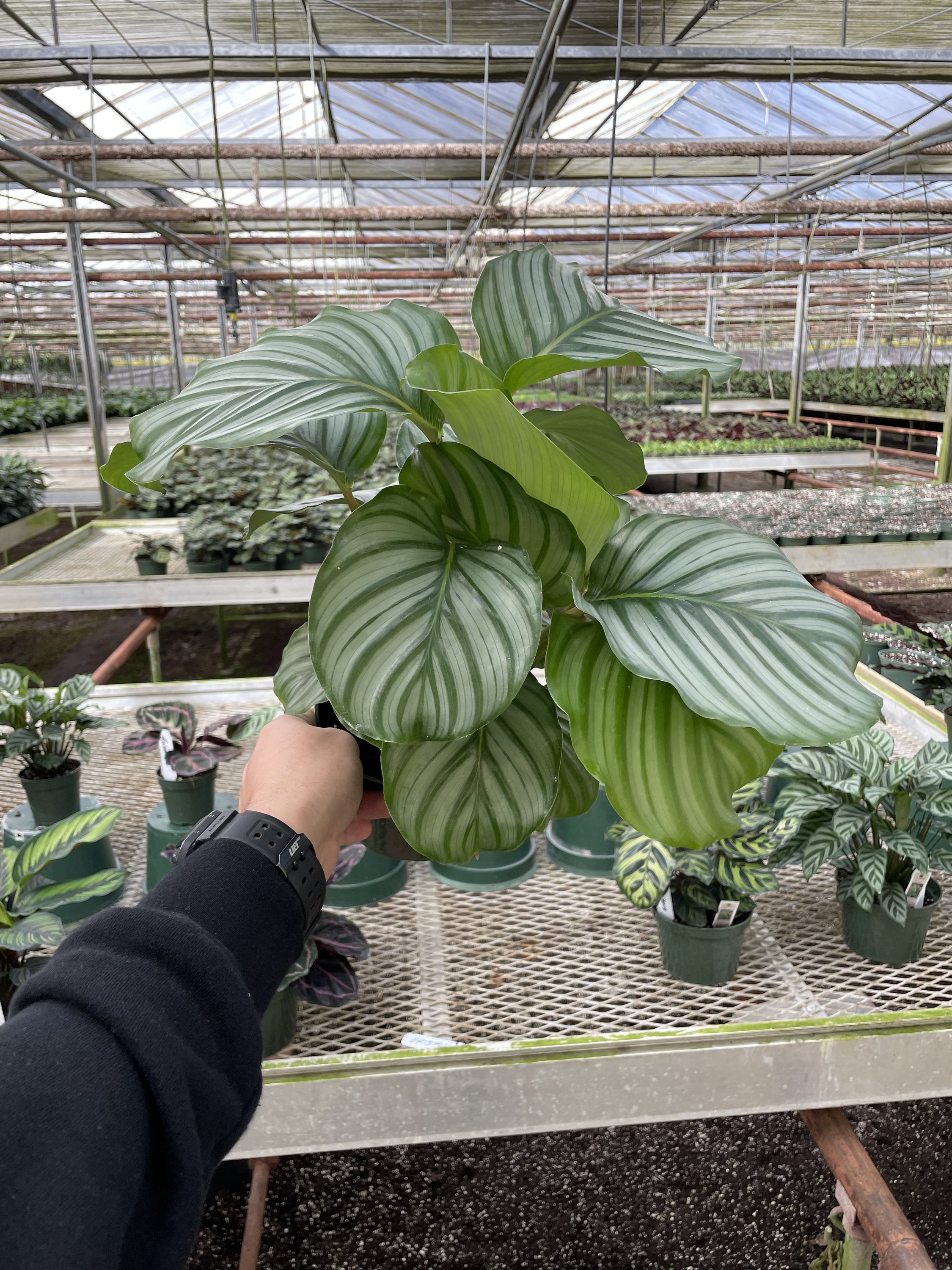 Calathea Orbifolia – 4″ Pot, Large Silver-Green Prayer Plant, Easy-Care Indoor Foliage, Air-Purifying Houseplant